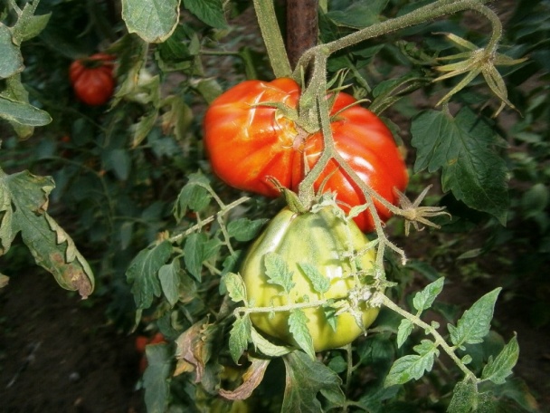 Paradajkový pretlak (fotorecept) - obrázok 12