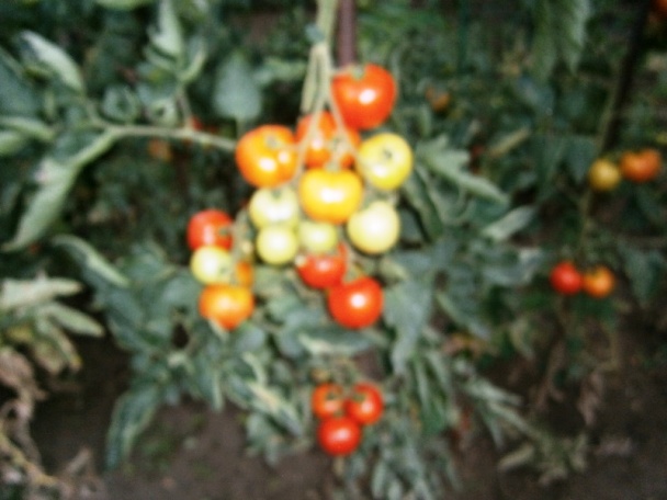 Paradajkový pretlak (fotorecept) - obrázok 13