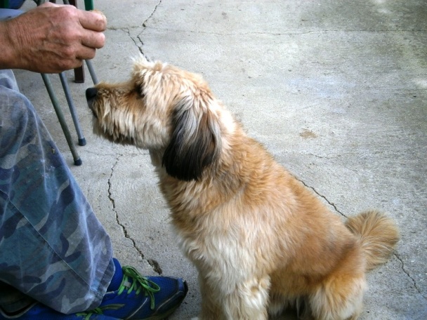 Obrátený jablkový koláč s pudingom (fotorecept) - obrázok 11