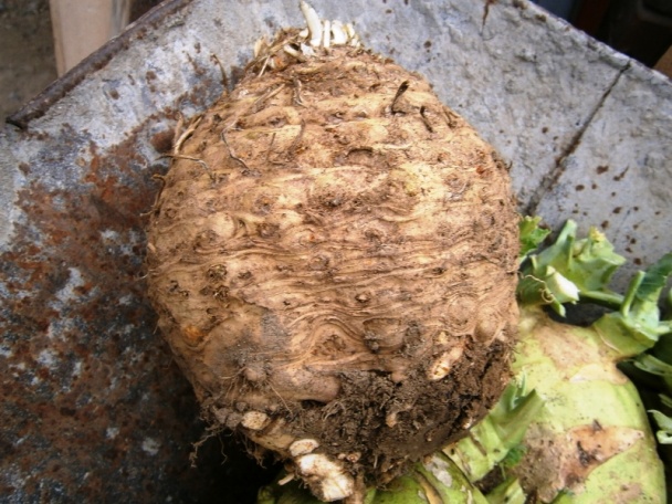 Sušená petržlenová a zelerová vňať na zimu (fotorecept) - obrázok 4