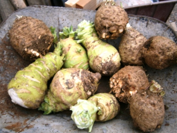 Sušená petržlenová a zelerová vňať na zimu (fotorecept) - obrázok 5