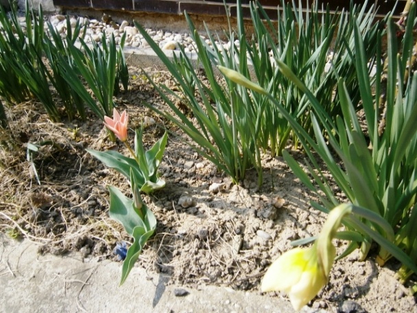 Guláš z hlivy ustricovej (fotorecept) - obrázok 12