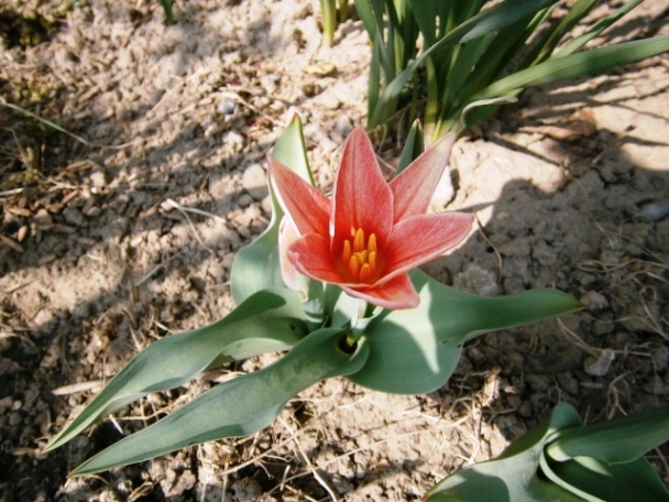 Guláš z hlivy ustricovej (fotorecept) - obrázok 13