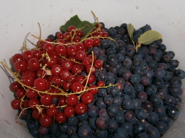 Nafúkanci (fotorecept) - obrázok 1