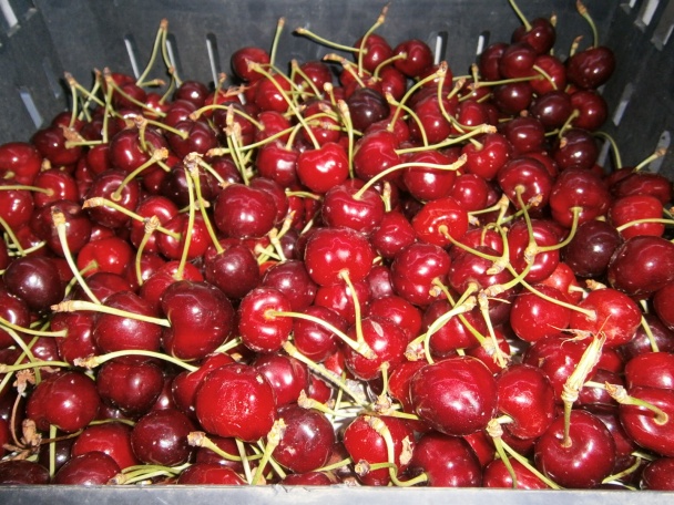 Nafúkanci (fotorecept) - obrázok 14