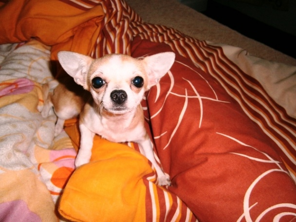 Nátierka z cukety s mrkvou (fotorecept) - obrázok 10