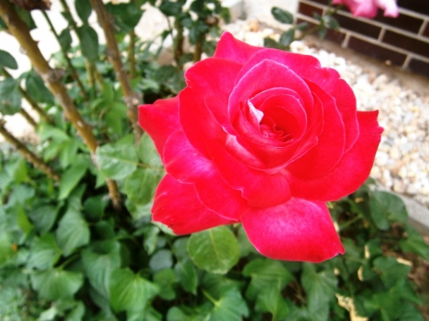 Nemecký chlieb Landbrot (fotorecept) - obrázok 12