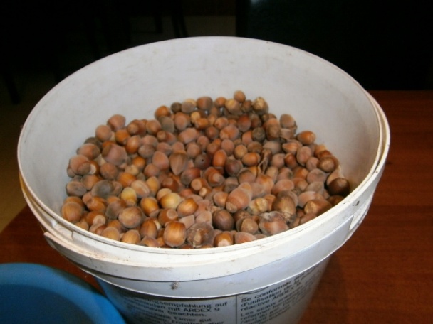 Jablková bublanina s mrveničkou z jedného vajíčka (fotorecept) - obrázok 1