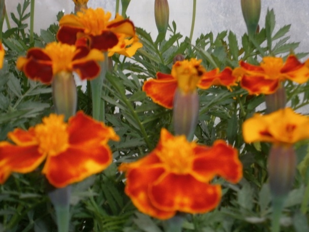 Grilovaná pražma zlatá (fotorecept) - obrázok 7