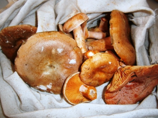 Polievka z rýdzikov (fotorecept) - obrázok 1