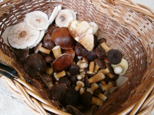 Polievka z rýdzikov (fotorecept) - obrázok 7