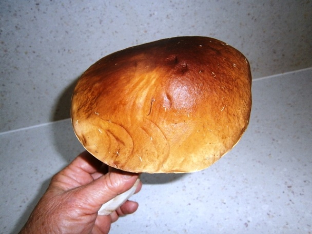 Vysmážaný dubák (fotorecept) - obrázok 1