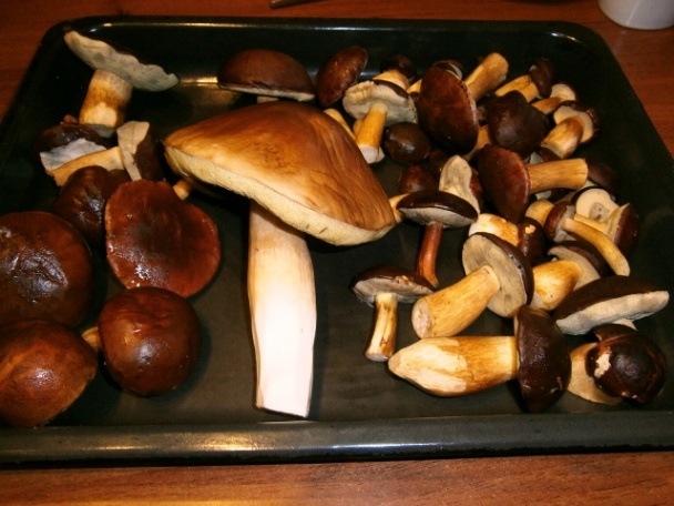 Vysmážaný dubák (fotorecept) - obrázok 2