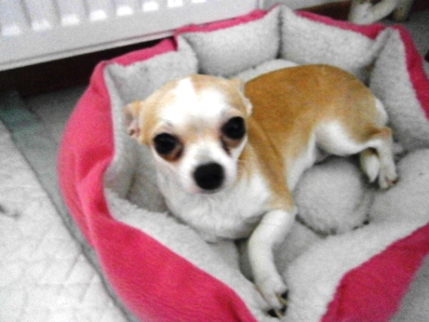 Špikové knedličky do hovädzieho vývaru (fotorecept) - obrázok 7