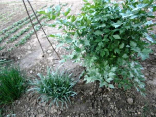 Vyprážaný mletý rezeň so syrom, mrkvou a smotanou (fotorecept) - obrázok 3