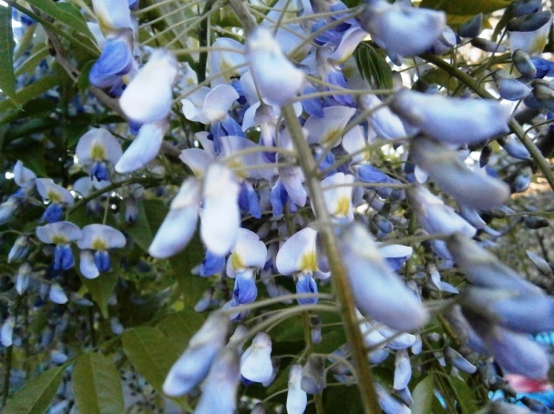 Vyprážaný mletý rezeň so syrom, mrkvou a smotanou (fotorecept) - obrázok 7