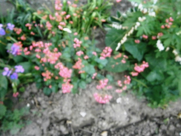 Baklažán  na syrovej strúhanke (fotorecept) - obrázok 8