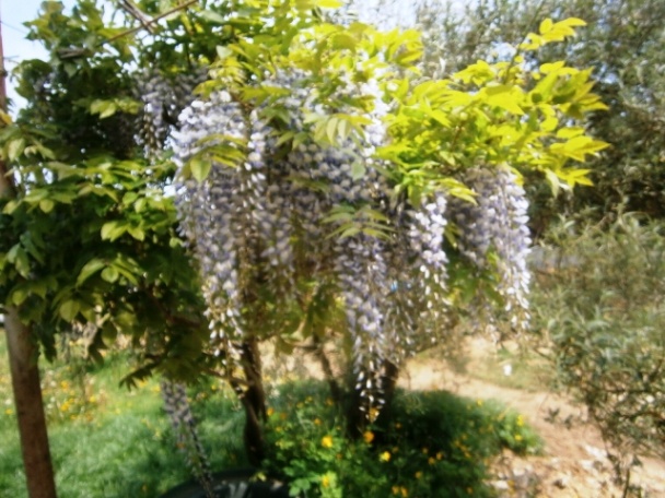 Zapečený baklažán (fotorecept) - obrázok 11