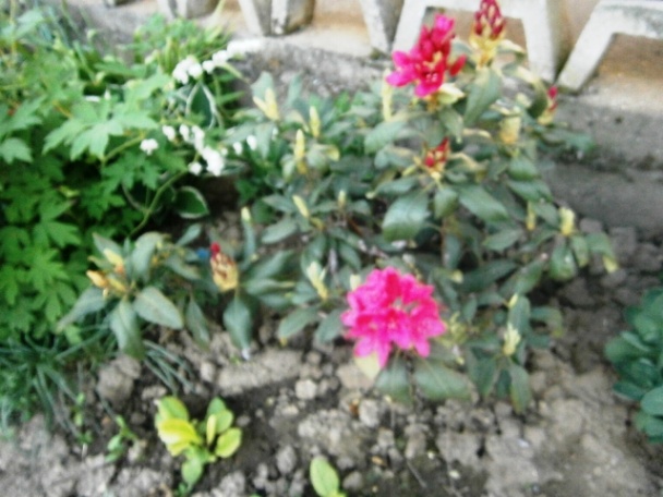 Zapečený baklažán (fotorecept) - obrázok 12