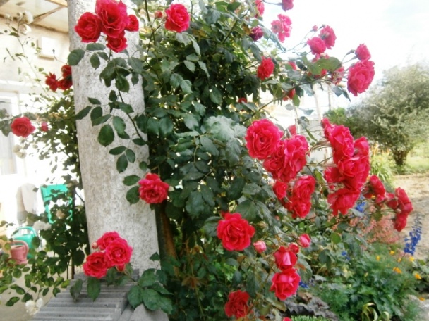 Fašírky so smotanou a šťuchanými zemiakmi s mladou cibuľkou (fotorecept) - obrázok 7