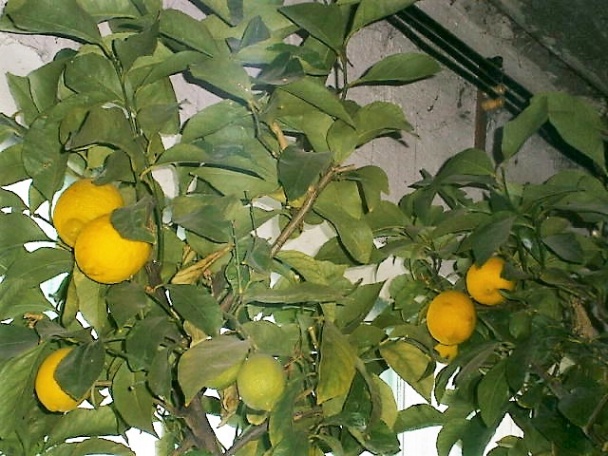 Grobské smotanové pagáčiky (fotorecept) - obrázok 12