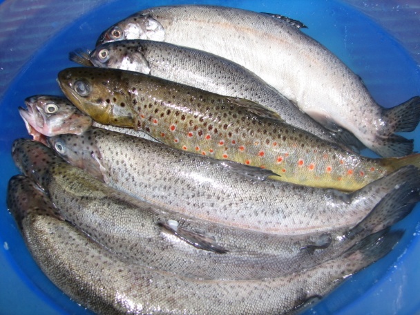 Lukulské hody  - obrázok 4