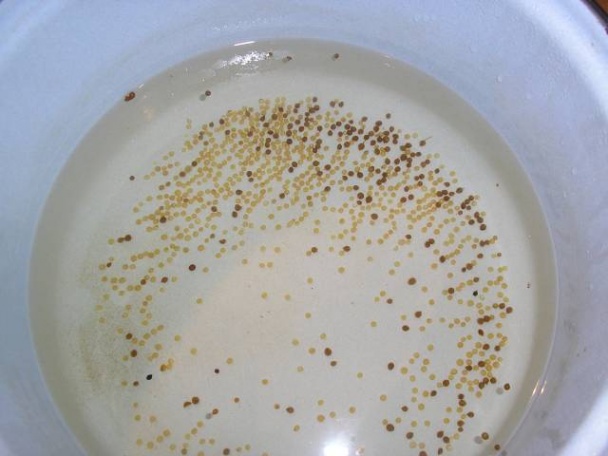 Čalamáda bez sterilizácie (fotorecept) - obrázok 3