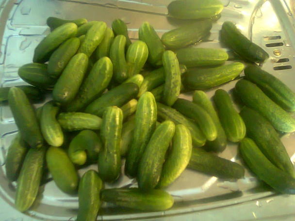 Zavárané uhorky - obváraním (fotorecept) - obrázok 1