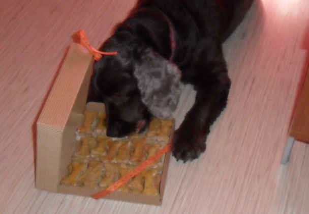 Kostičky pre psíčky (fotorecept) - obrázok 10