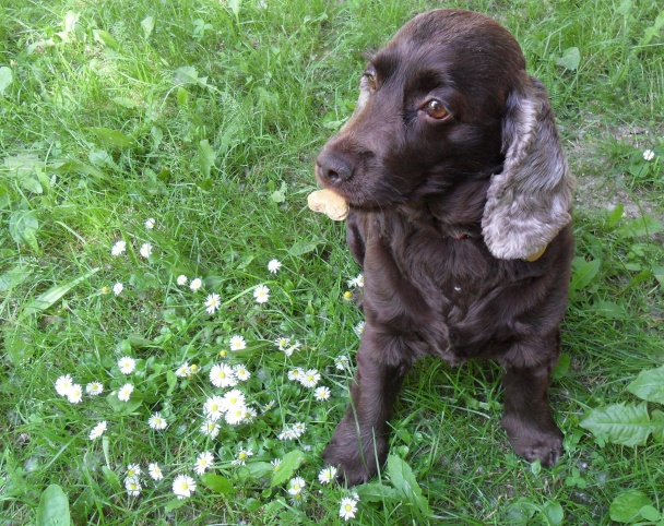 Kostičky pre psíčky (fotorecept) - obrázok 11