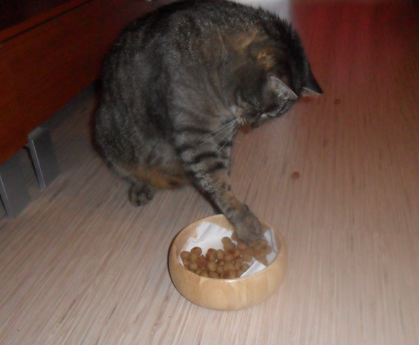 Guličky pre mačičky (fotorecept) - obrázok 4