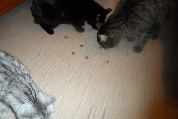 Guličky pre mačičky (fotorecept) - obrázok 5