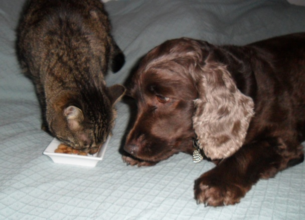 Guličky pre mačičky (fotorecept) - obrázok 7