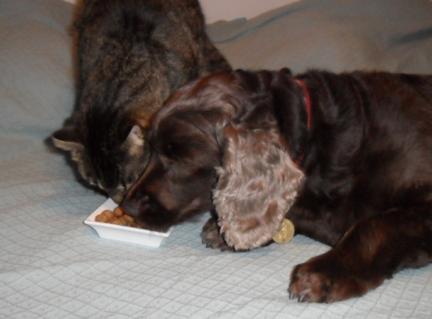 Guličky pre mačičky (fotorecept) - obrázok 8