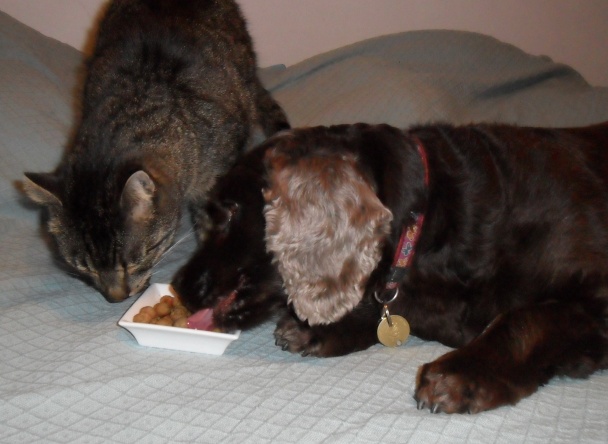 Guličky pre mačičky (fotorecept) - obrázok 9