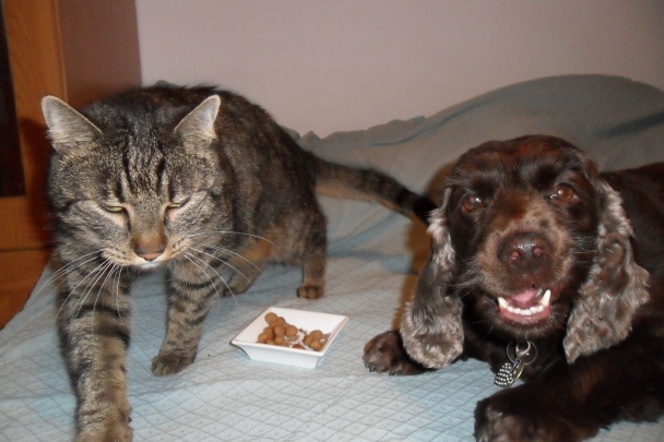 Guličky pre mačičky (fotorecept) - obrázok 10