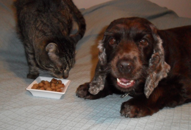 Guličky pre mačičky (fotorecept) - obrázok 6