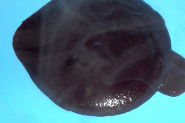 Rumančekové koláčiky s ovocným krémom (fotorecept) - obrázok 6