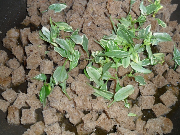 Pórová polievka so zemiakmi a šalviou (fotorecept) - obrázok 11