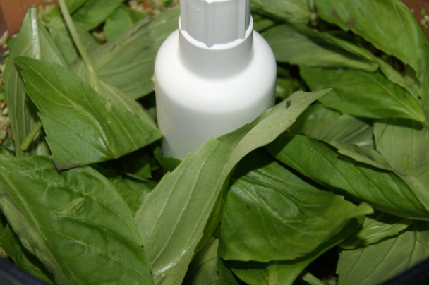 Ravioli s hlivou a kapustovo - bazalkové pesto (fotorecept) - obrázok 16