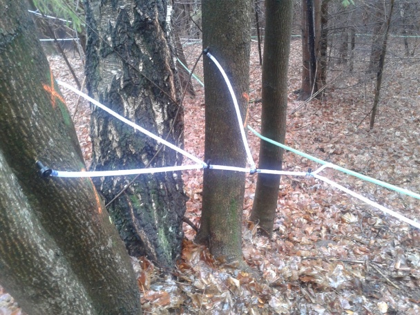 Domáci javorový sirup II (fotorecept) - obrázok 5