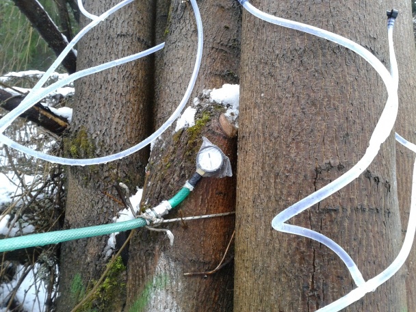 Domáci javorový sirup II (fotorecept) - obrázok 6