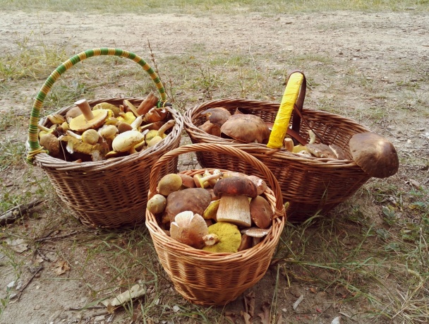 Moja hubová polievka - obrázok 4