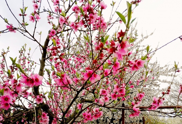 Pórová polievka - obrázok 4