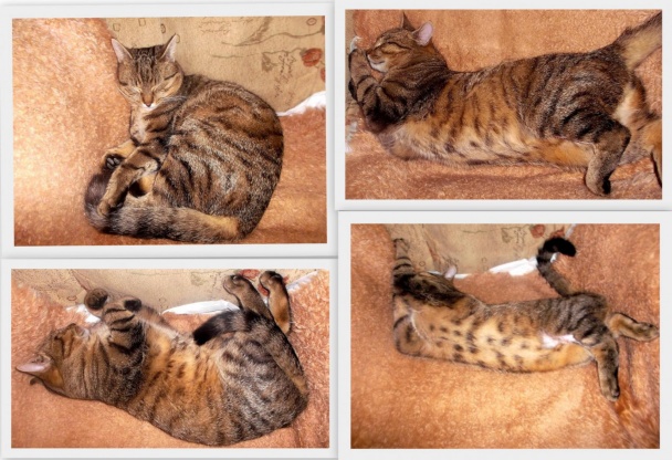 Škoricovo-maslové závitky (fotorecept) - obrázok 11