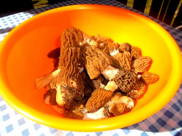 Smrčkovica z nášho lesa - obrázok 1