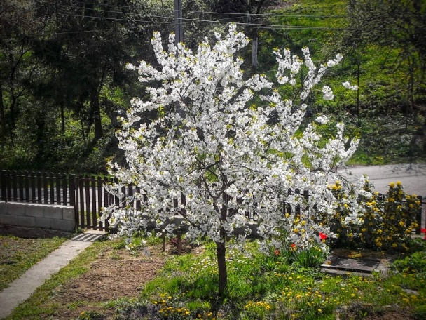 Kysnutý tvarohovo-lekvárový koláč s mrveničkou (fotorecept) - obrázok 11