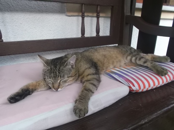 Sezónny čerešňový koláč s posýpkou a tvarohom (fotorecept) - obrázok 8