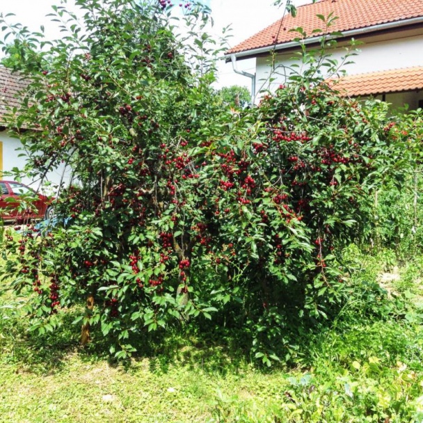 Svieža višňová torta bez pečenia (fotorecept) - obrázok 11