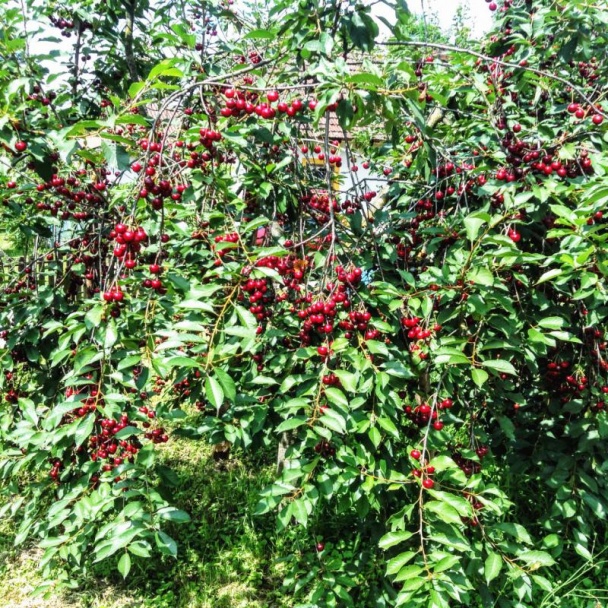 Svieža višňová torta bez pečenia (fotorecept) - obrázok 12